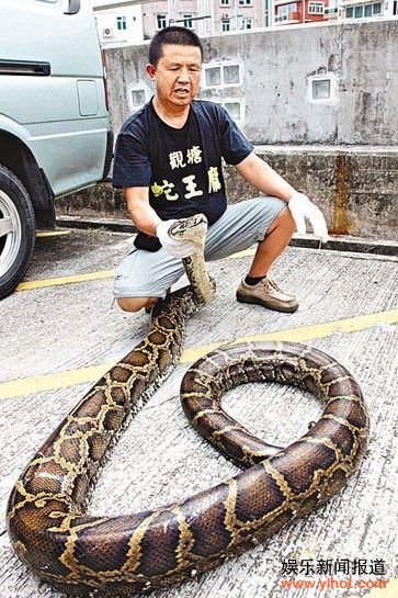 香港多处发现蛇踪迹逾120岁百斤巨蟒被活擒